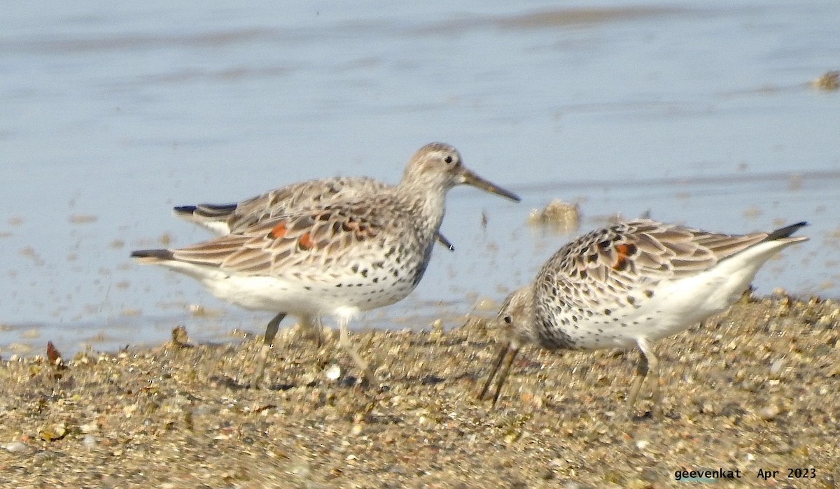 Great Knot - ML563471711