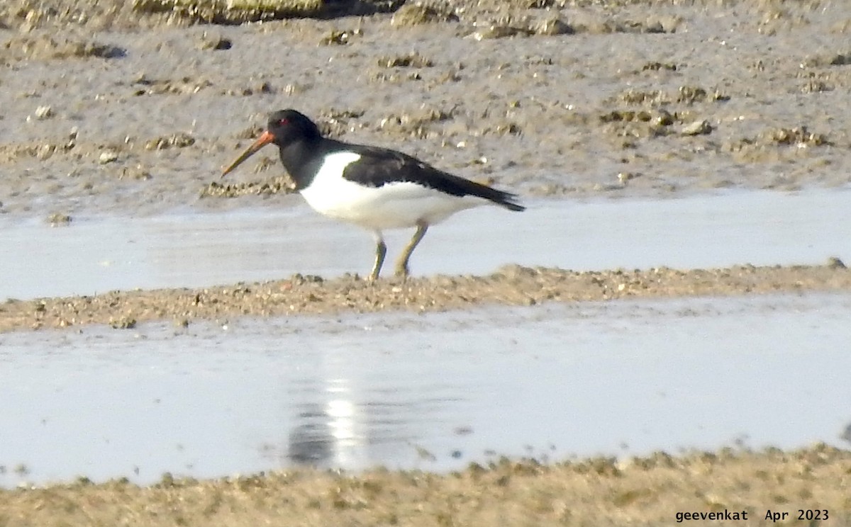 Eurasian Oystercatcher - ML563472001