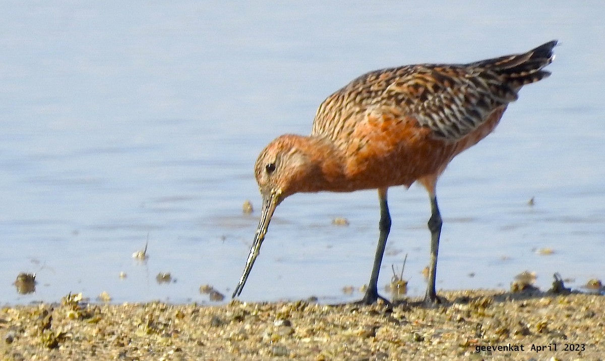 Bar-tailed Godwit - ML563472061