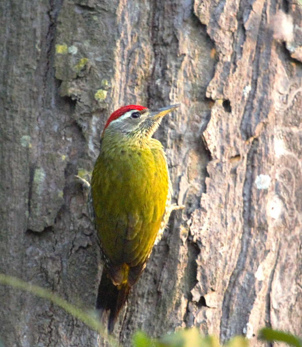 Streak-throated Woodpecker - PARTH PARIKH