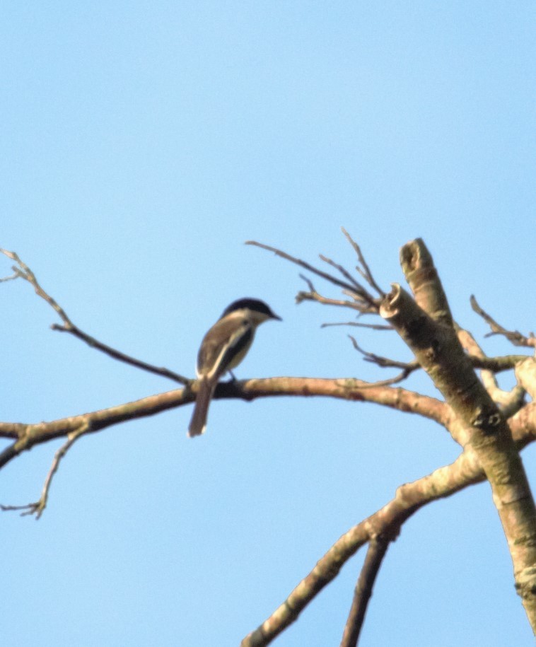 Bar-winged Flycatcher-shrike - ML563472381