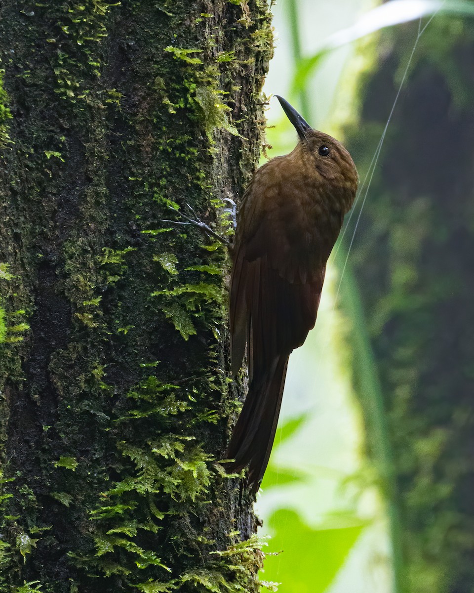 Tyrannine Woodcreeper - David Monroy Rengifo