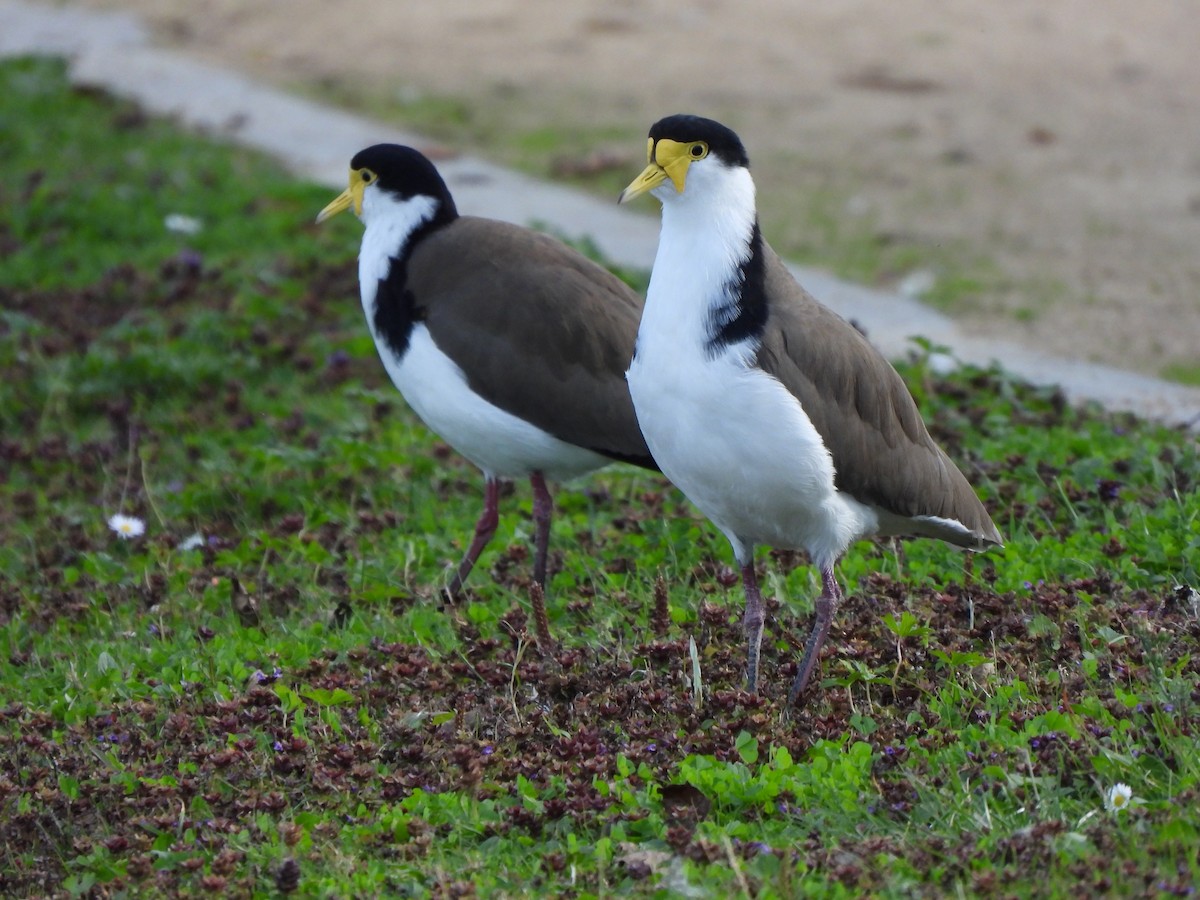 Masked Lapwing (Black-shouldered) - ML563473081