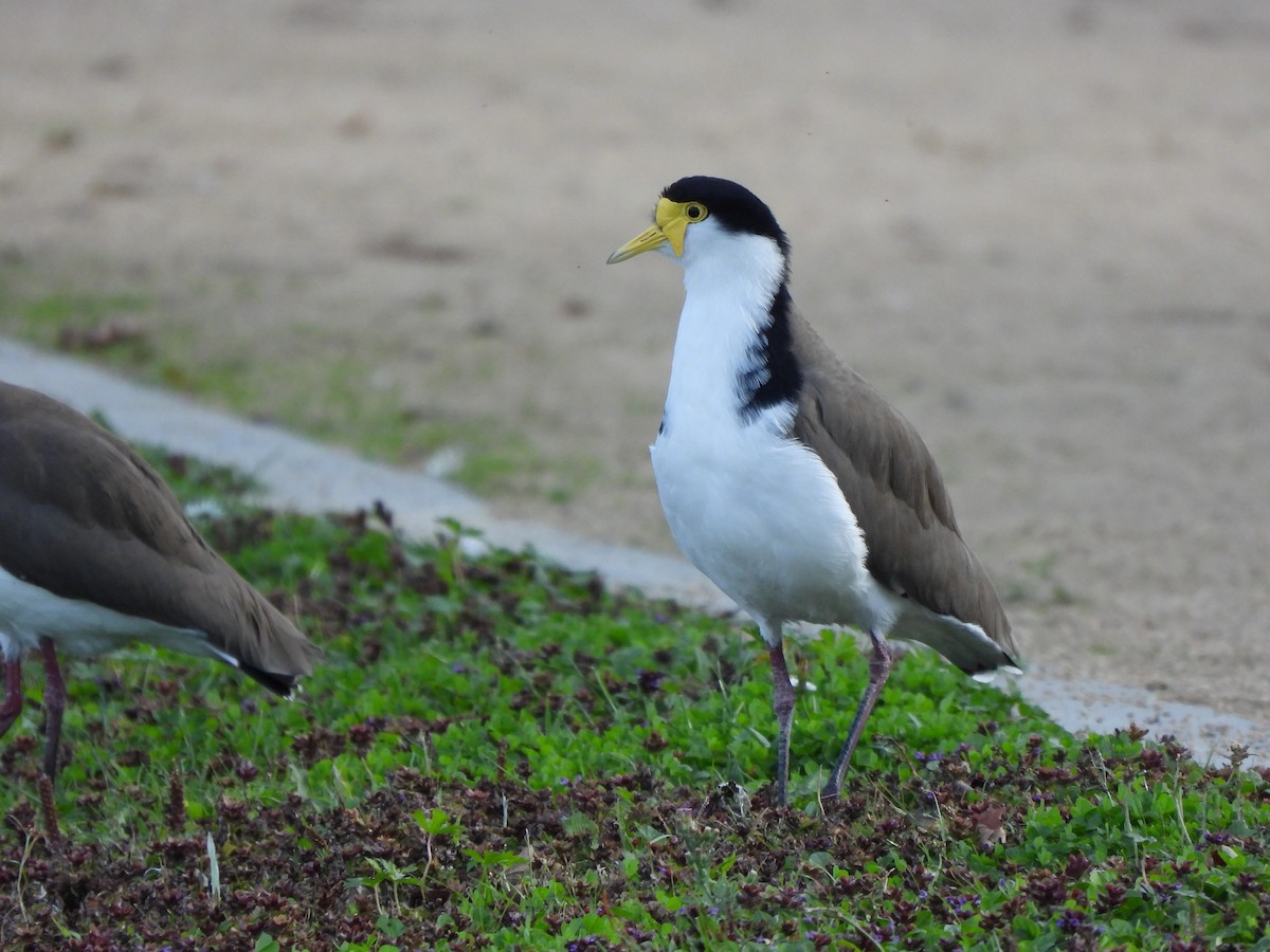 Masked Lapwing (Black-shouldered) - ML563473091