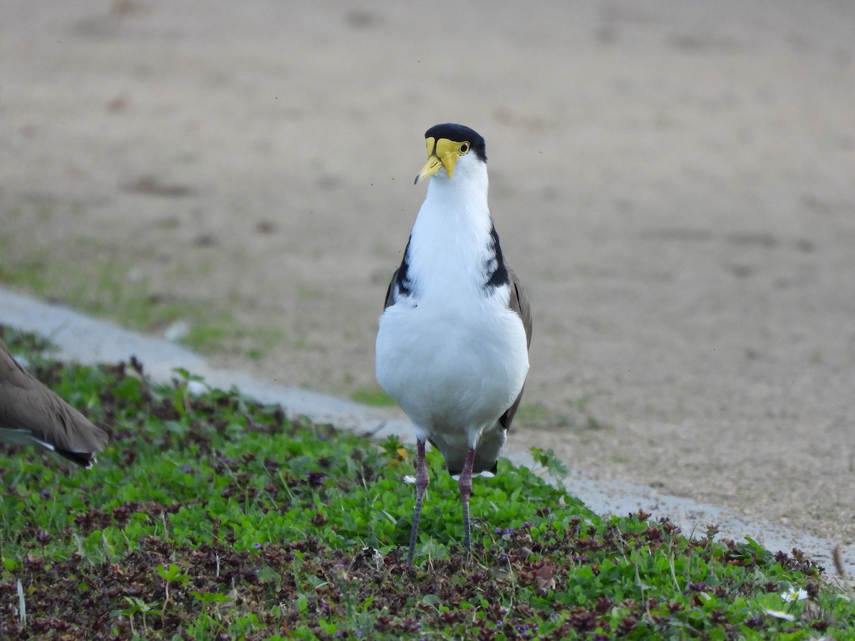 Masked Lapwing (Black-shouldered) - ML563473101