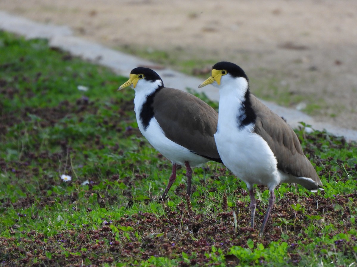 Masked Lapwing (Black-shouldered) - ML563473131