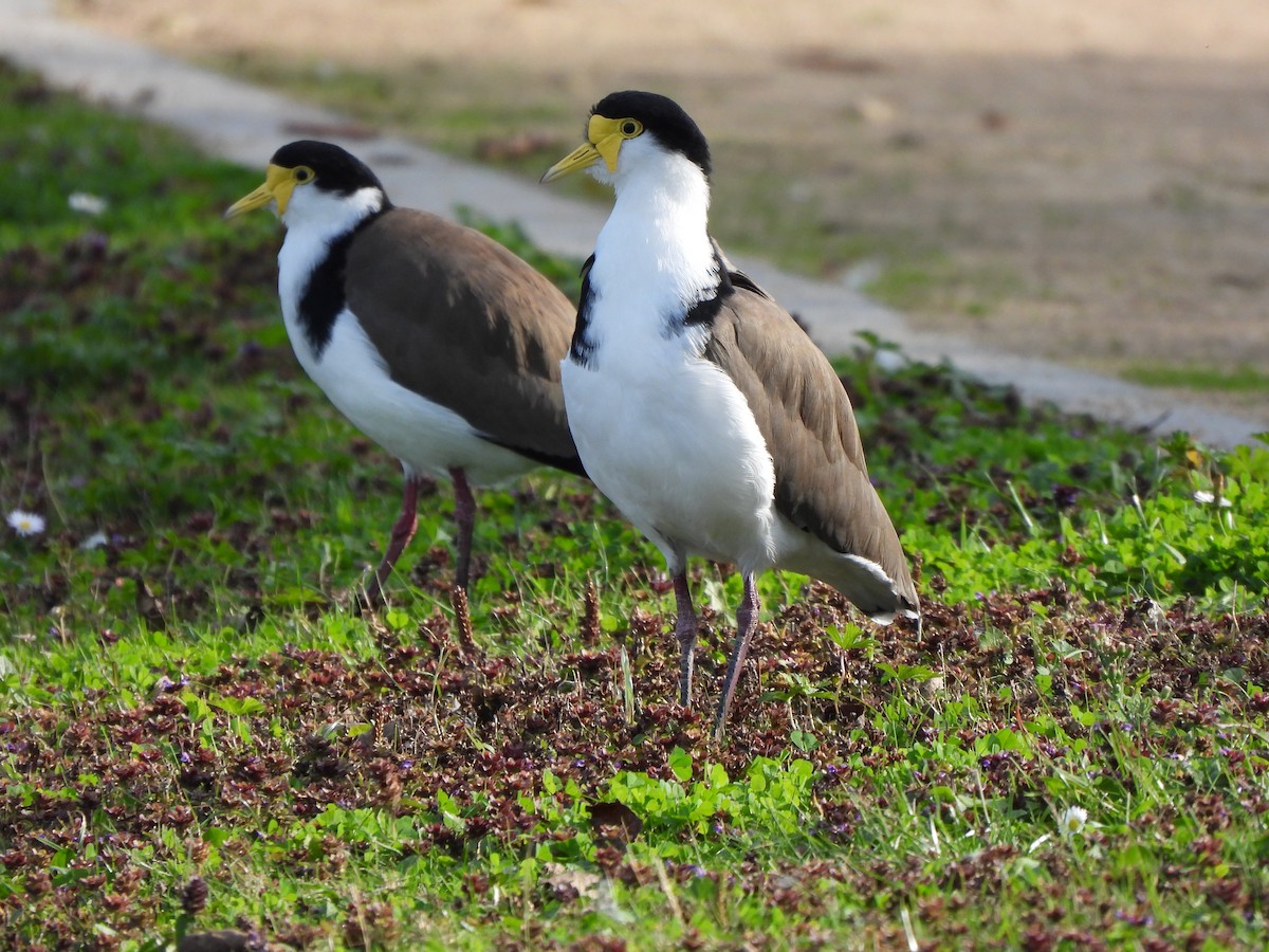 Masked Lapwing (Black-shouldered) - ML563473141