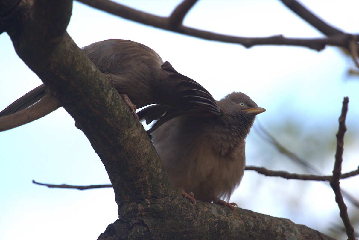 Jungle Babbler - ML563473491