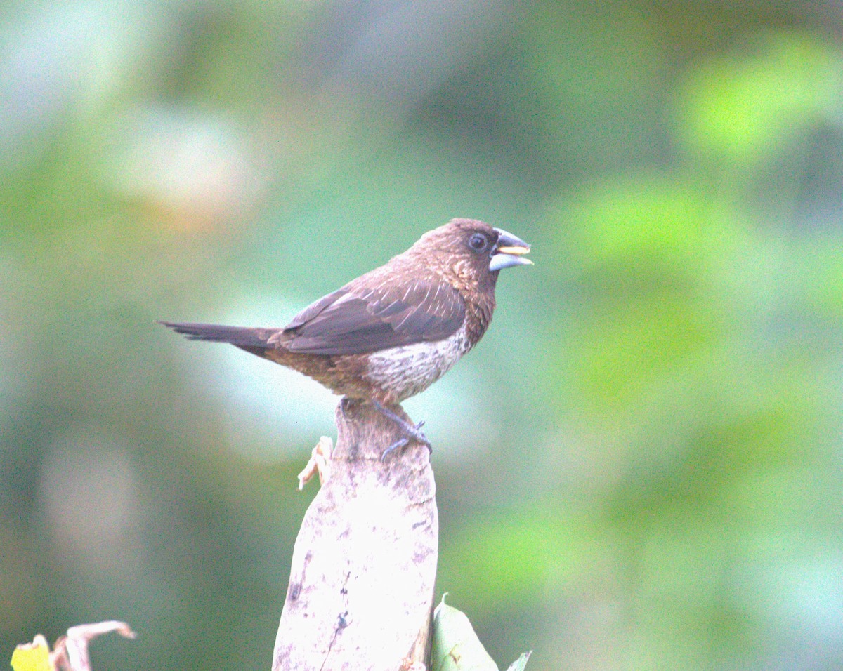 White-rumped Munia - ML563473511