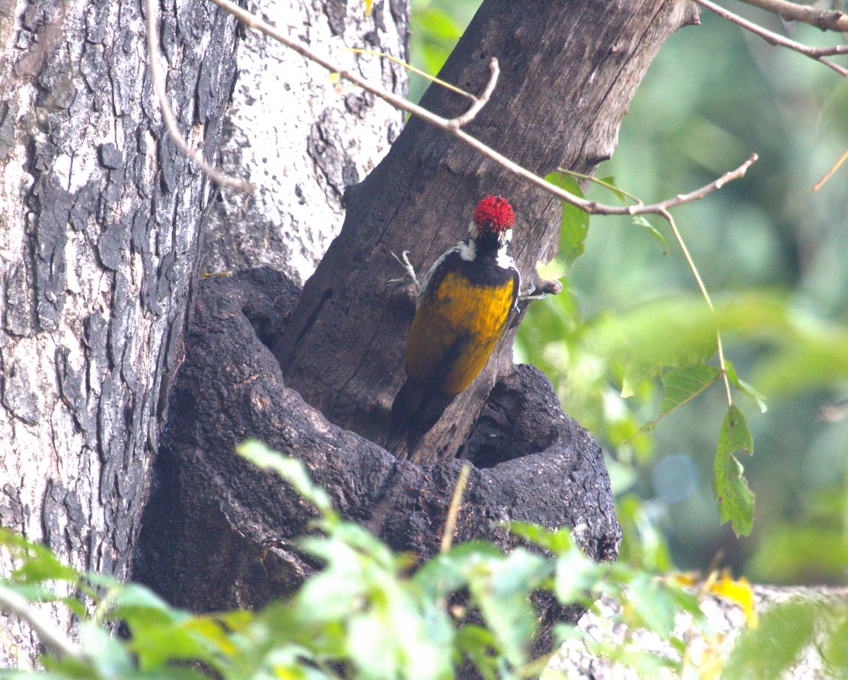 Himalayan Flameback - ML563473651