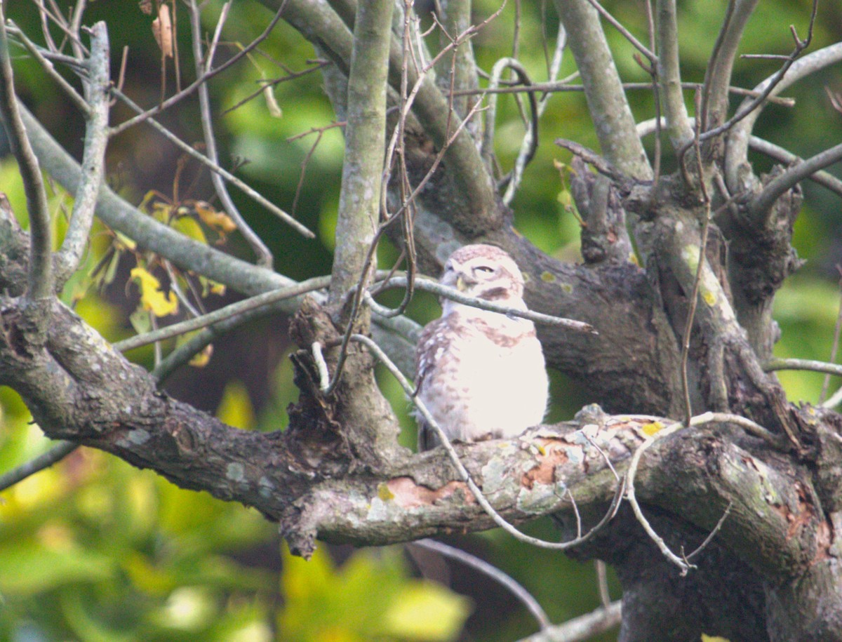 Spotted Owlet - ML563473661