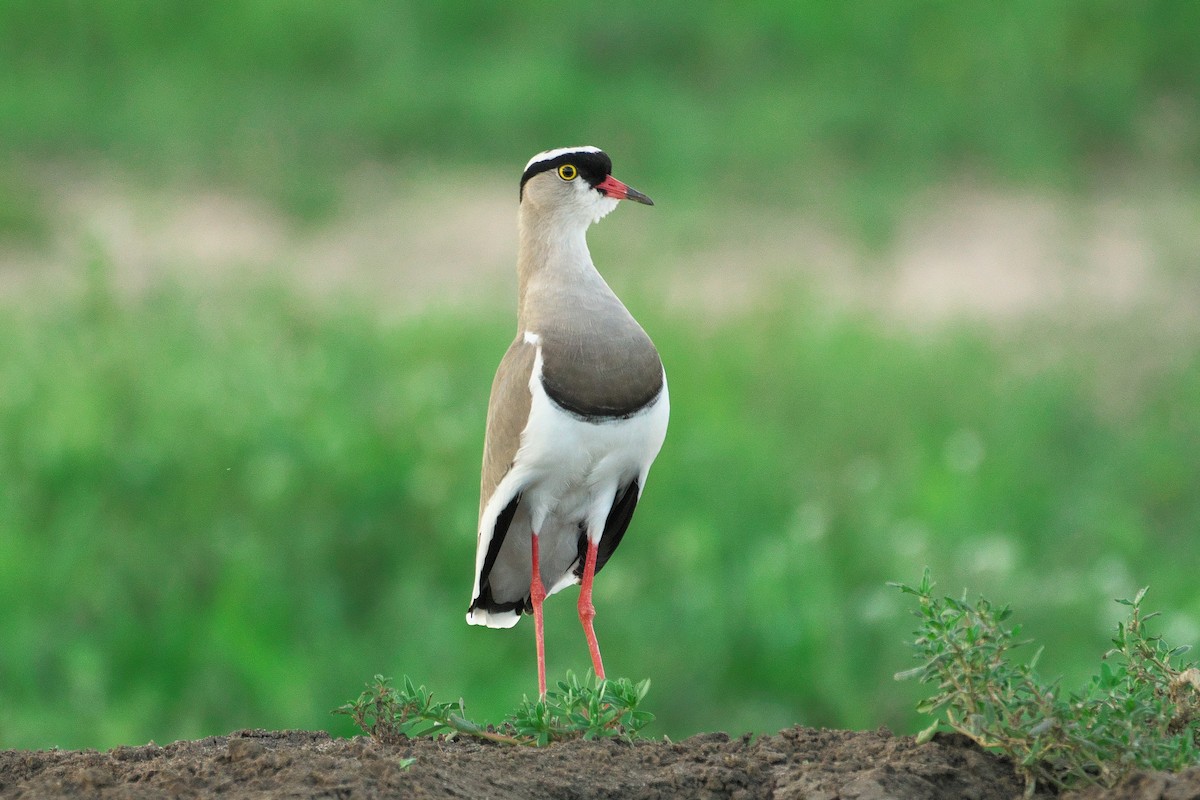 Crowned Lapwing - ML563475011