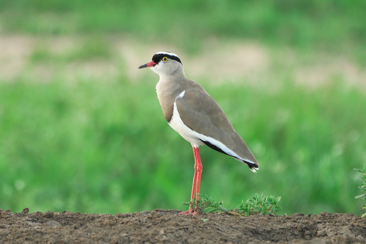 Crowned Lapwing - ML563475021