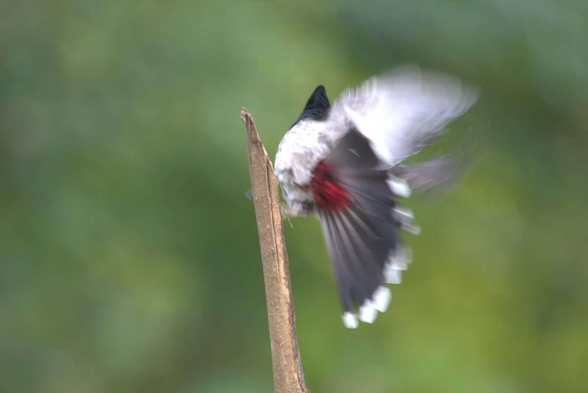 Red-vented Bulbul - ML563475441