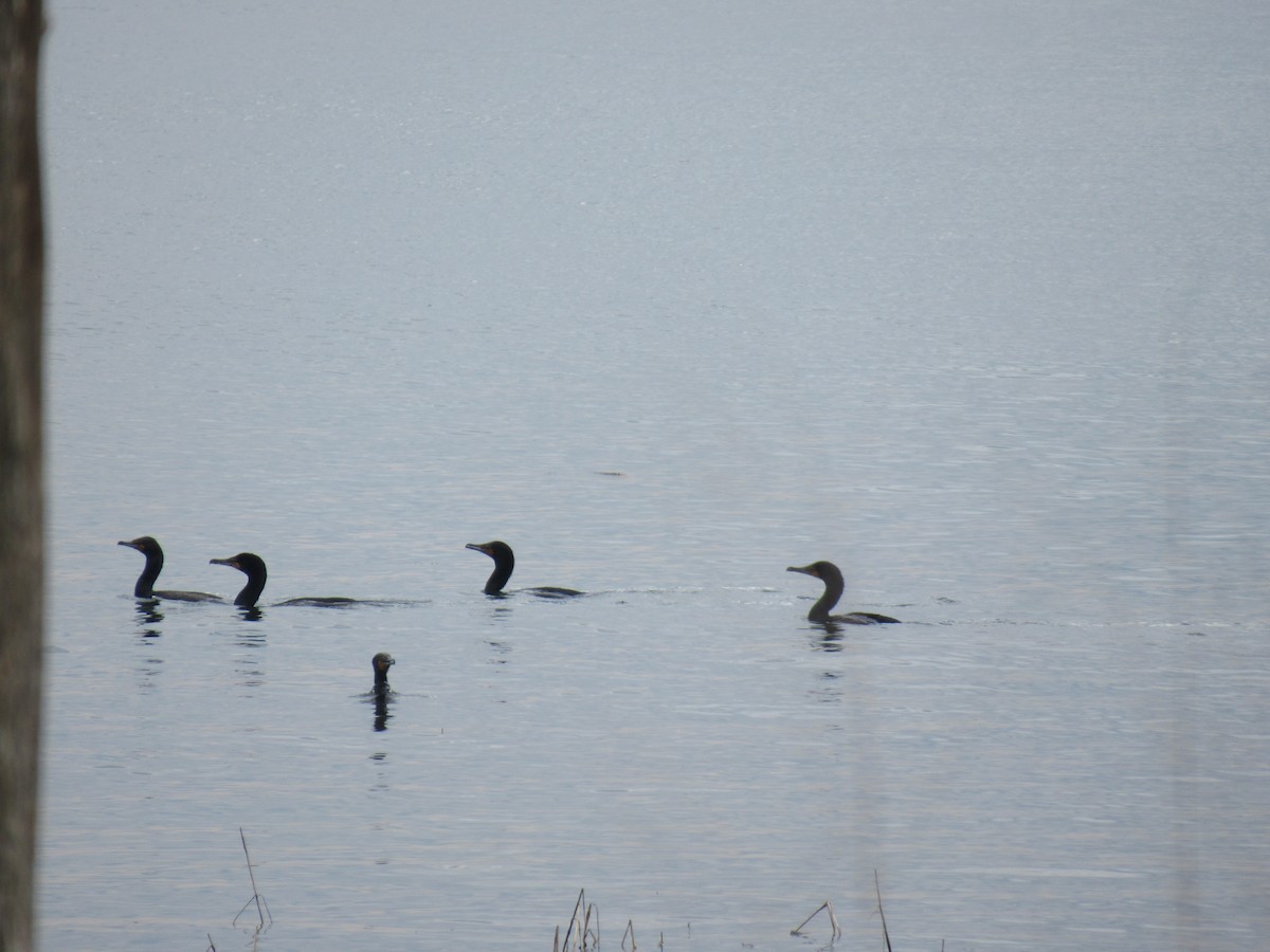 Double-crested Cormorant - ML563475641