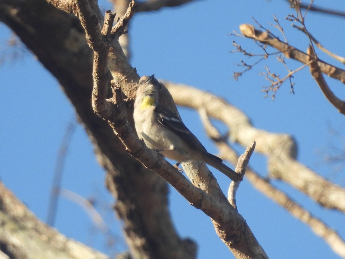 Yellow-throated Sparrow - ML563475971