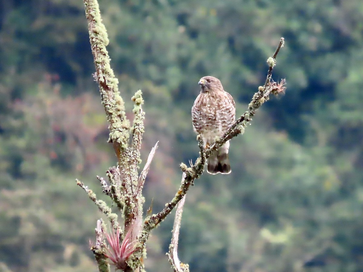 Broad-winged Hawk - ML563476051