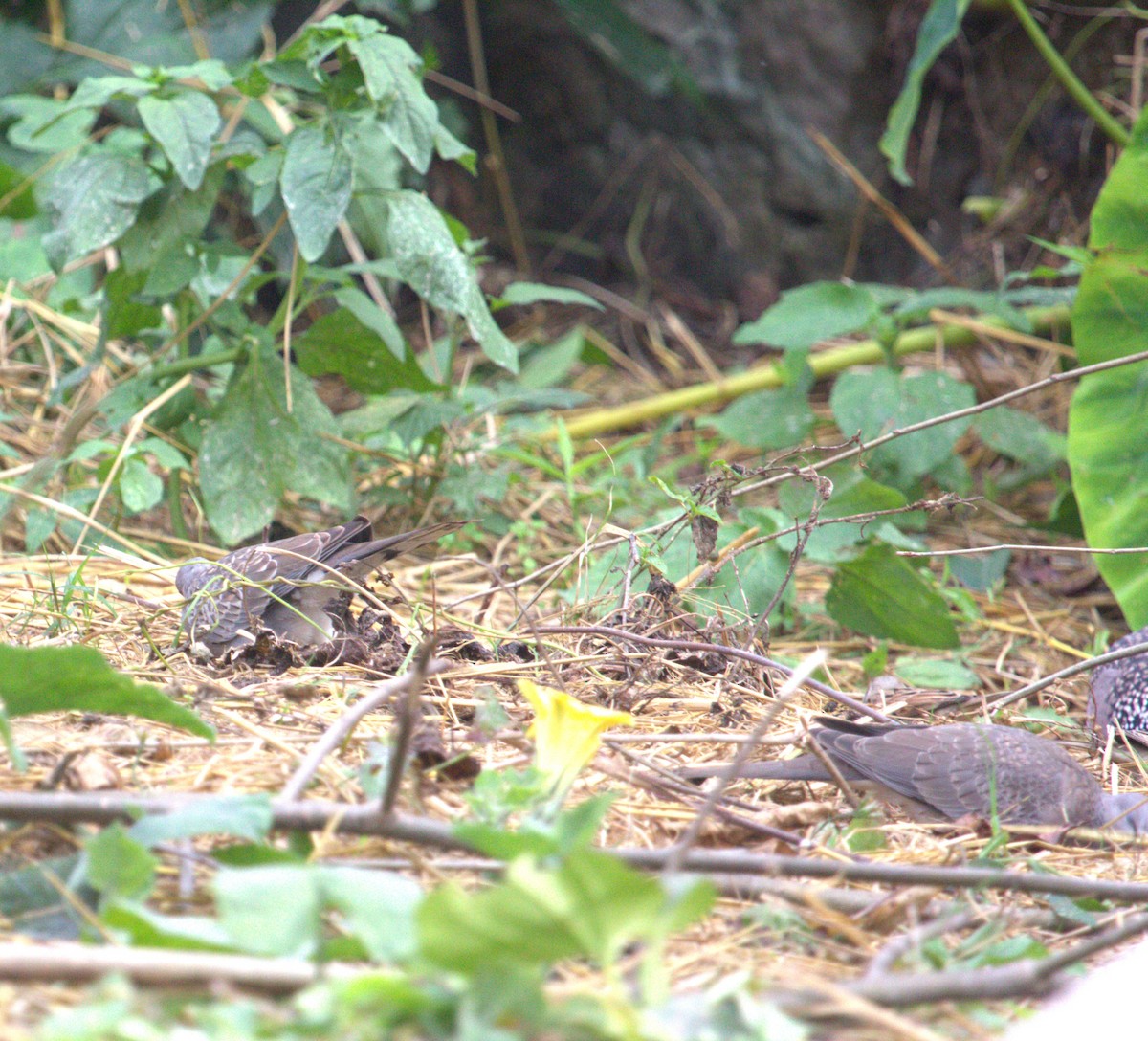 Spotted Dove - ML563476191