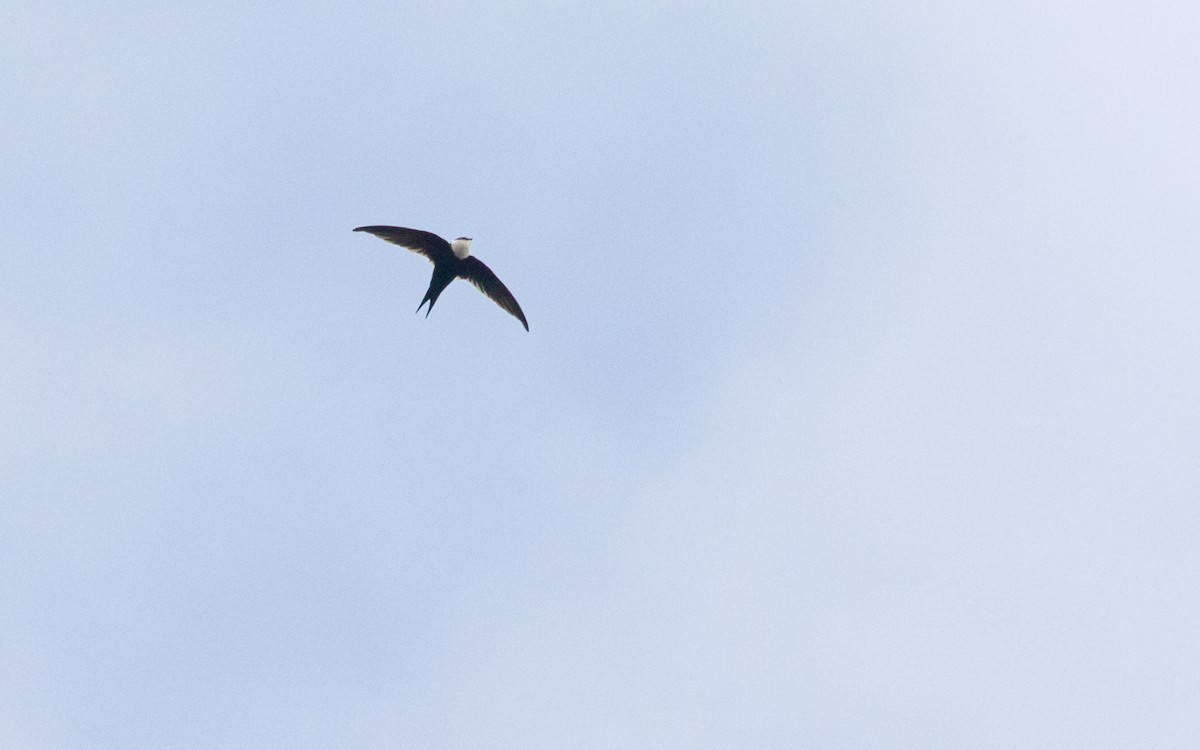 Lesser Swallow-tailed Swift - ML563476461