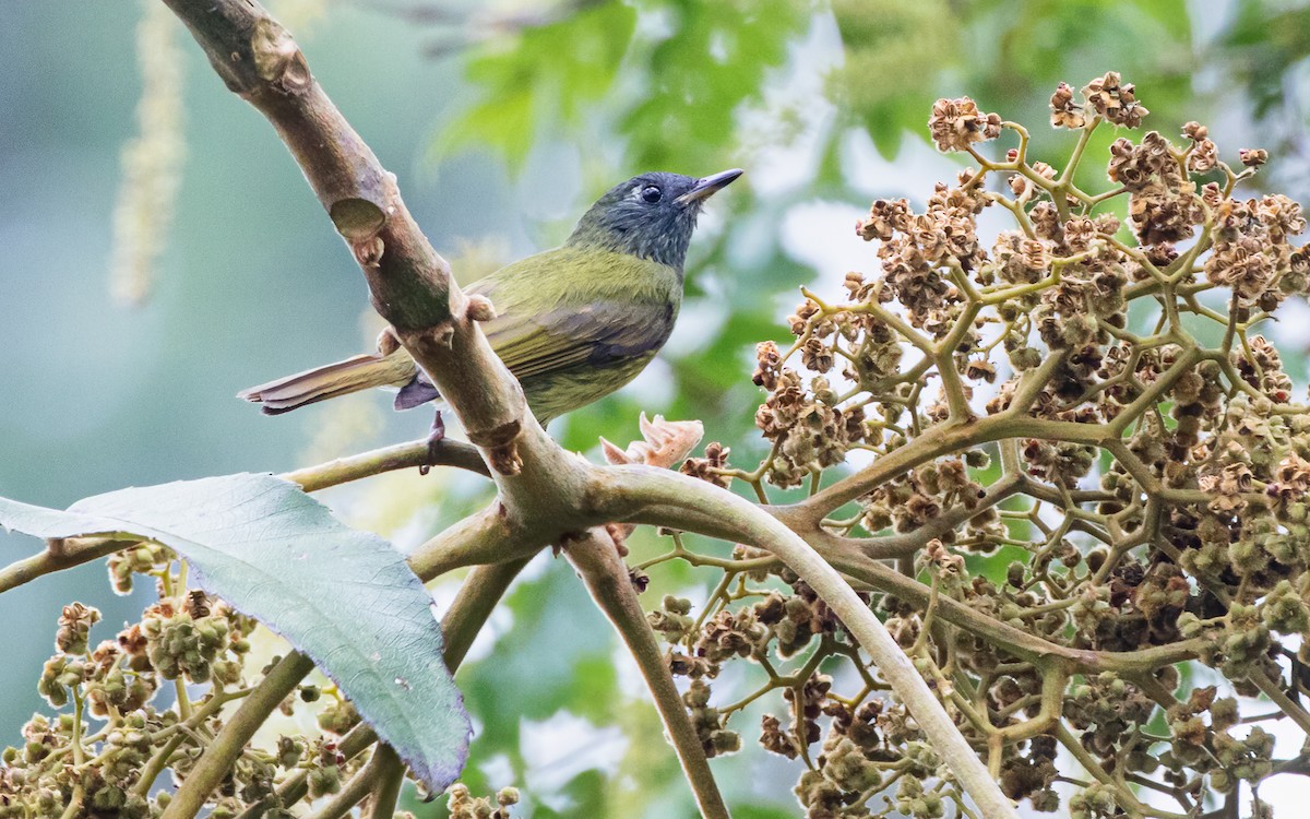 Streak-necked Flycatcher - ML563477341