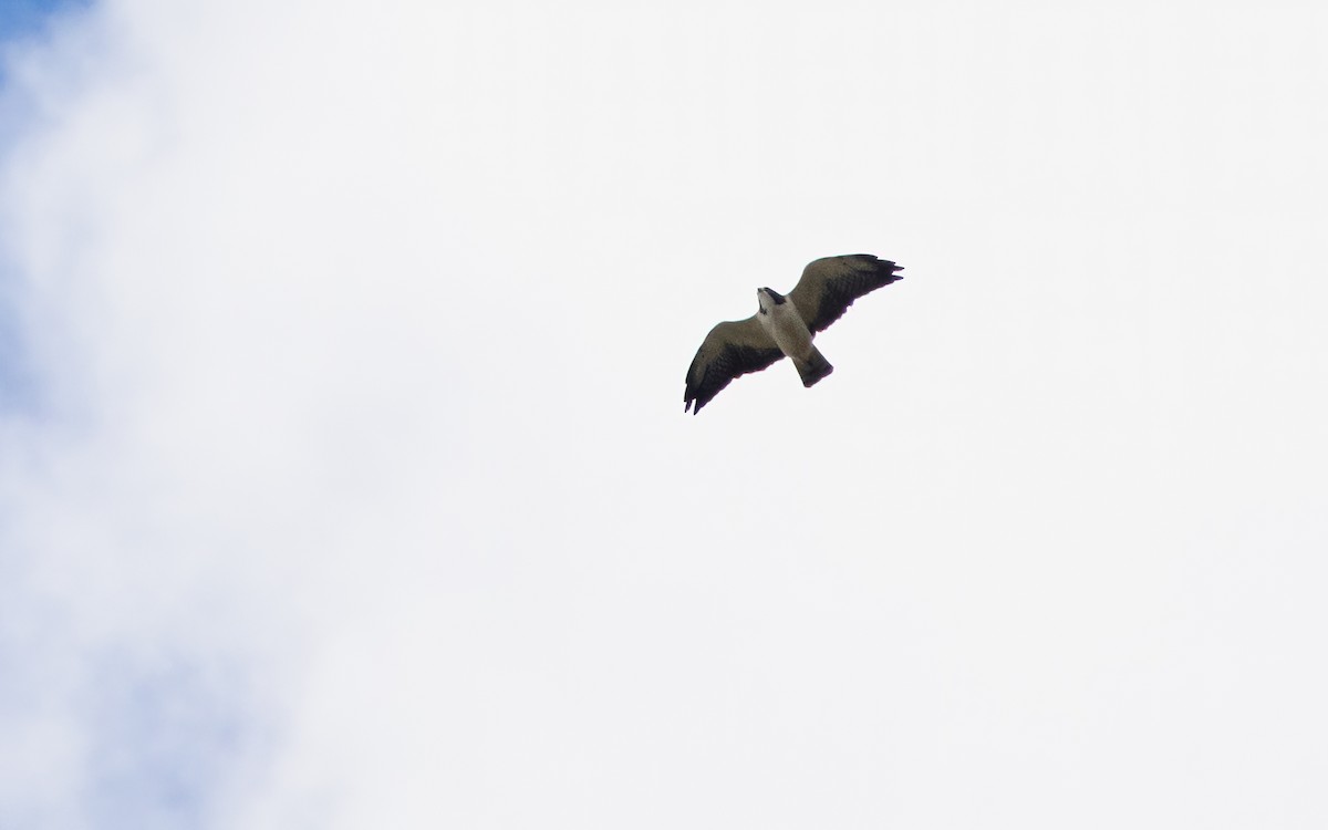 Short-tailed Hawk - David Monroy Rengifo