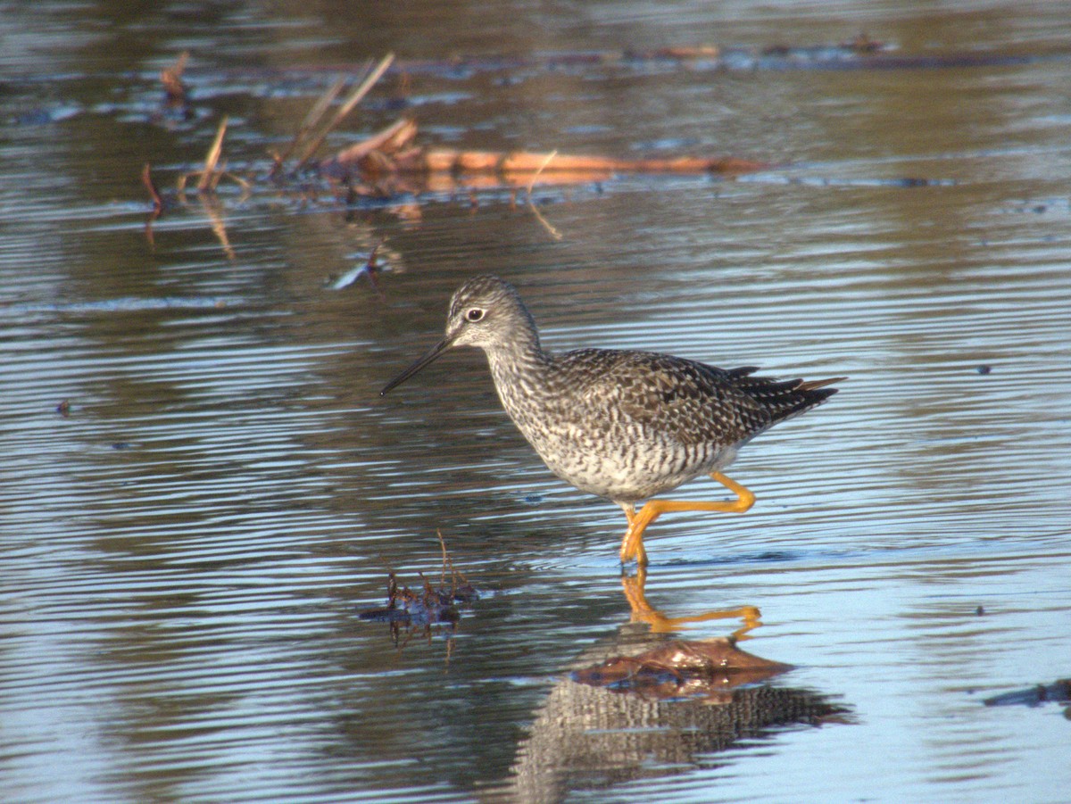 Greater Yellowlegs - Vince Hiebert