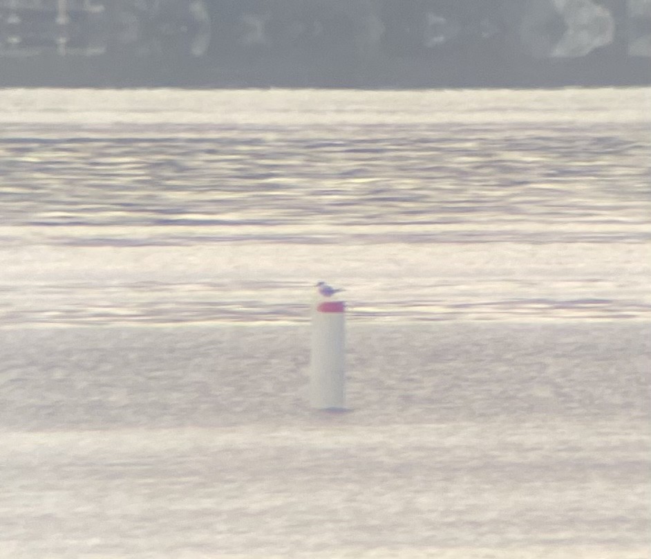 Common Tern - ML563477721