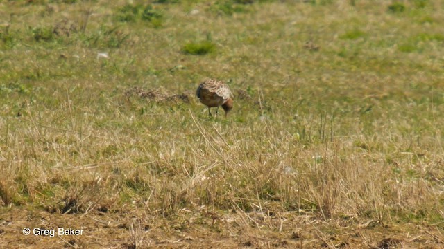 Bar-tailed Godwit - ML563477981