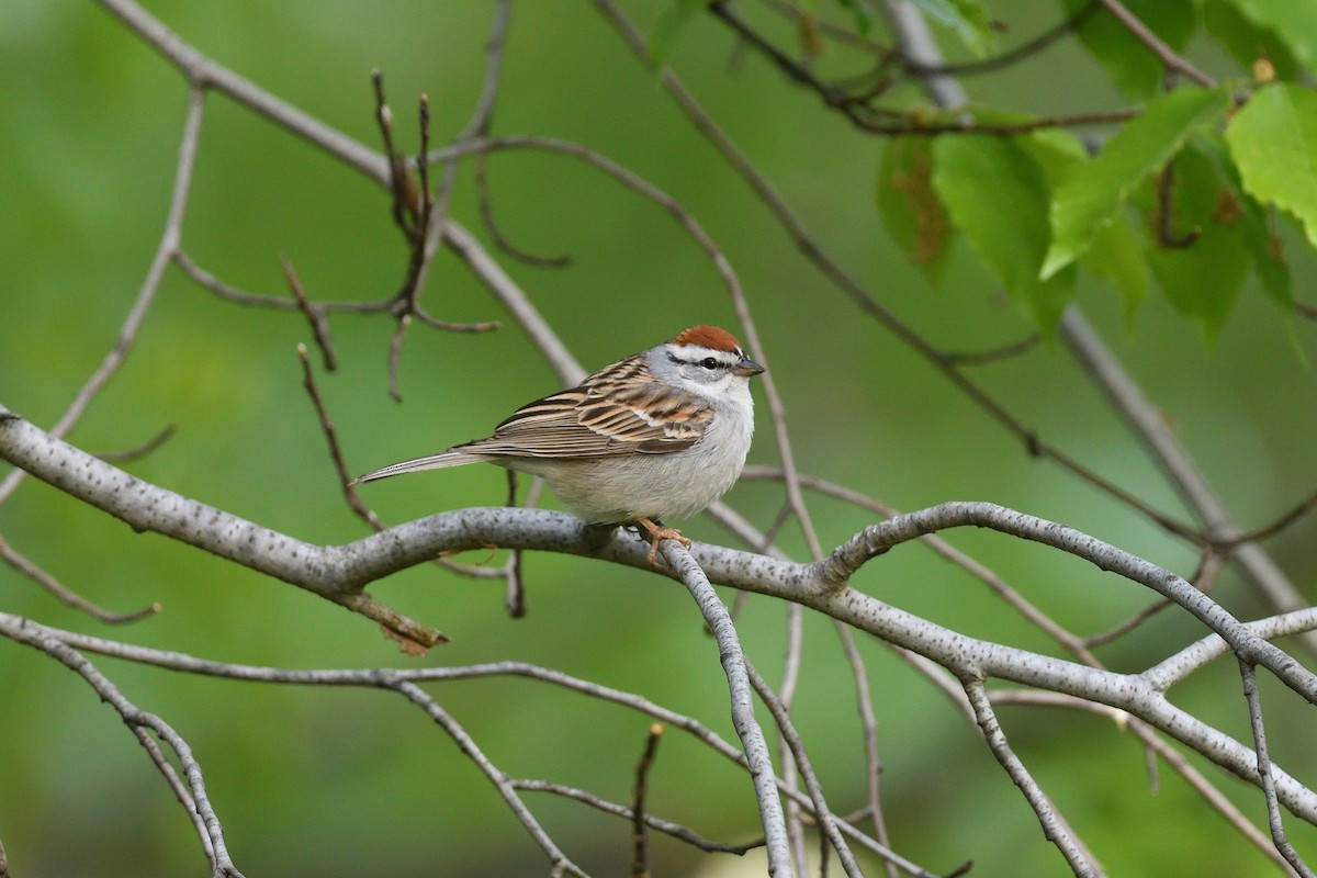 Chipping Sparrow - ML563478221