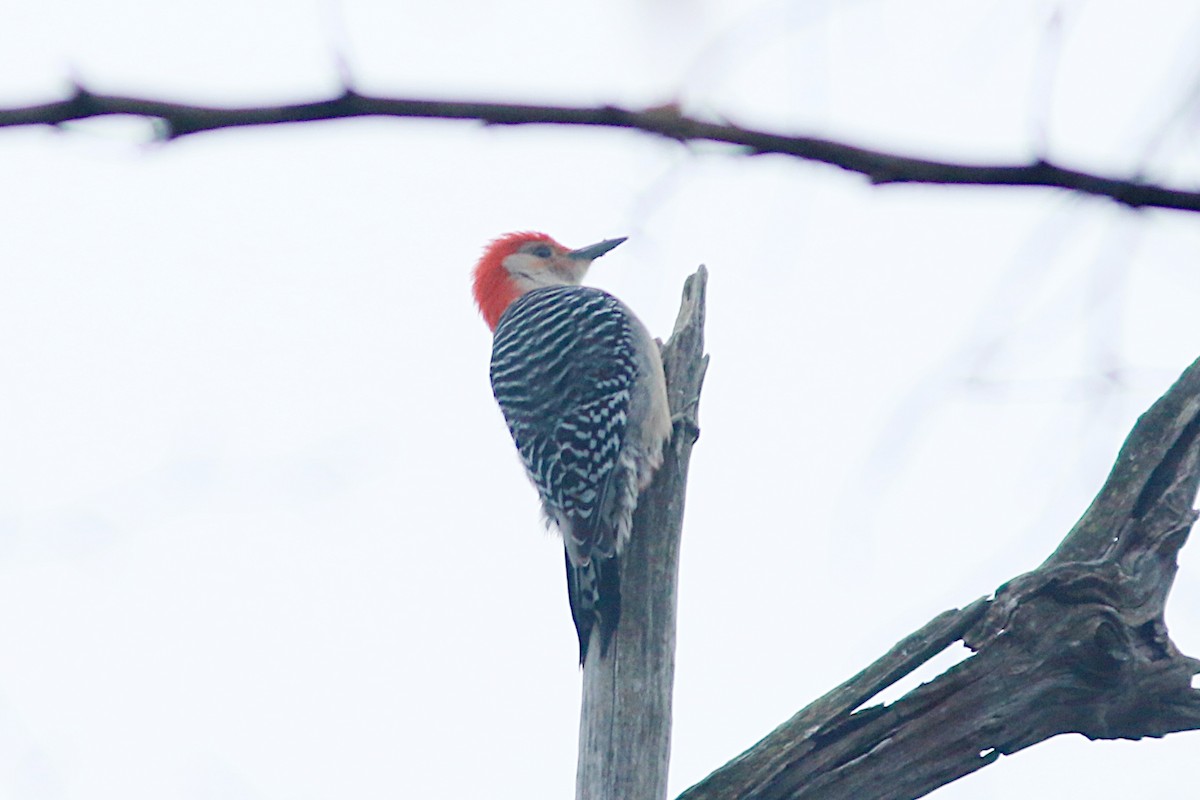 Red-bellied Woodpecker - ML563478931