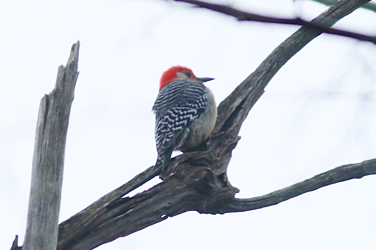 Red-bellied Woodpecker - ML563478941