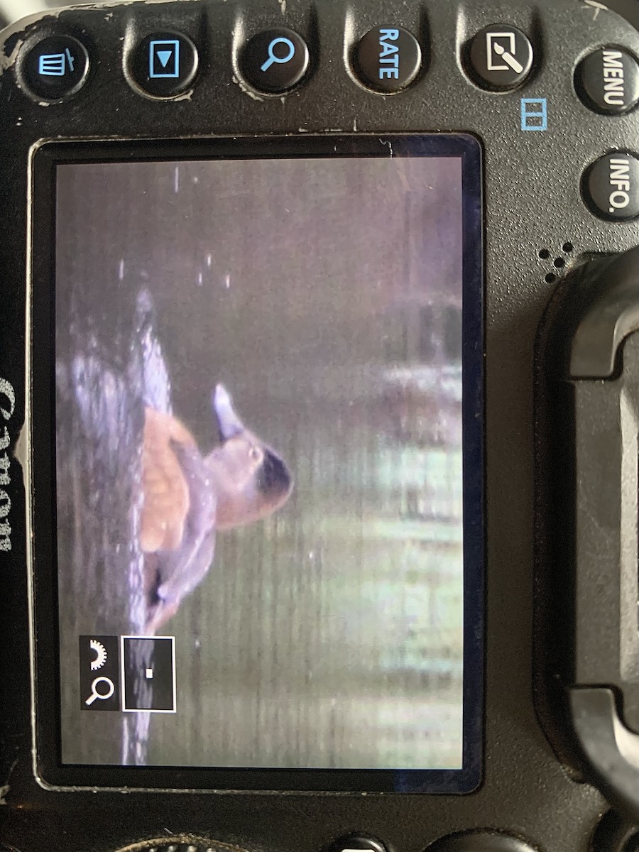 Ring-necked Duck - Warwick Board