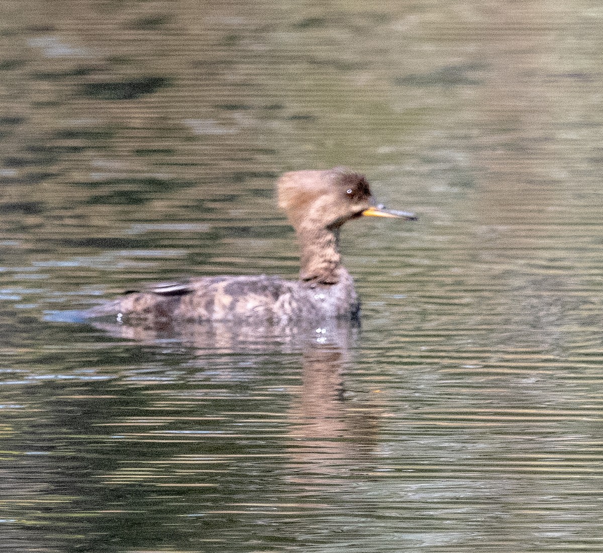 Капюшоновый крохаль - ML563480501