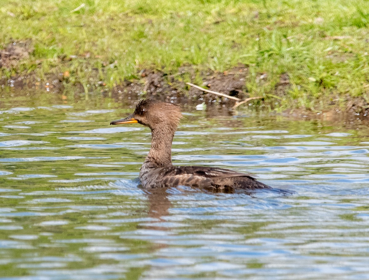 Капюшоновый крохаль - ML563480511