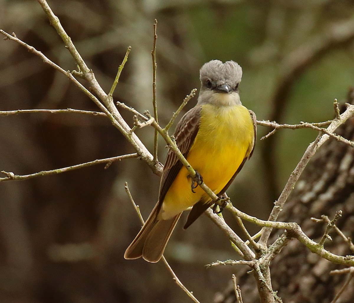 Couch's Kingbird - ML563480701