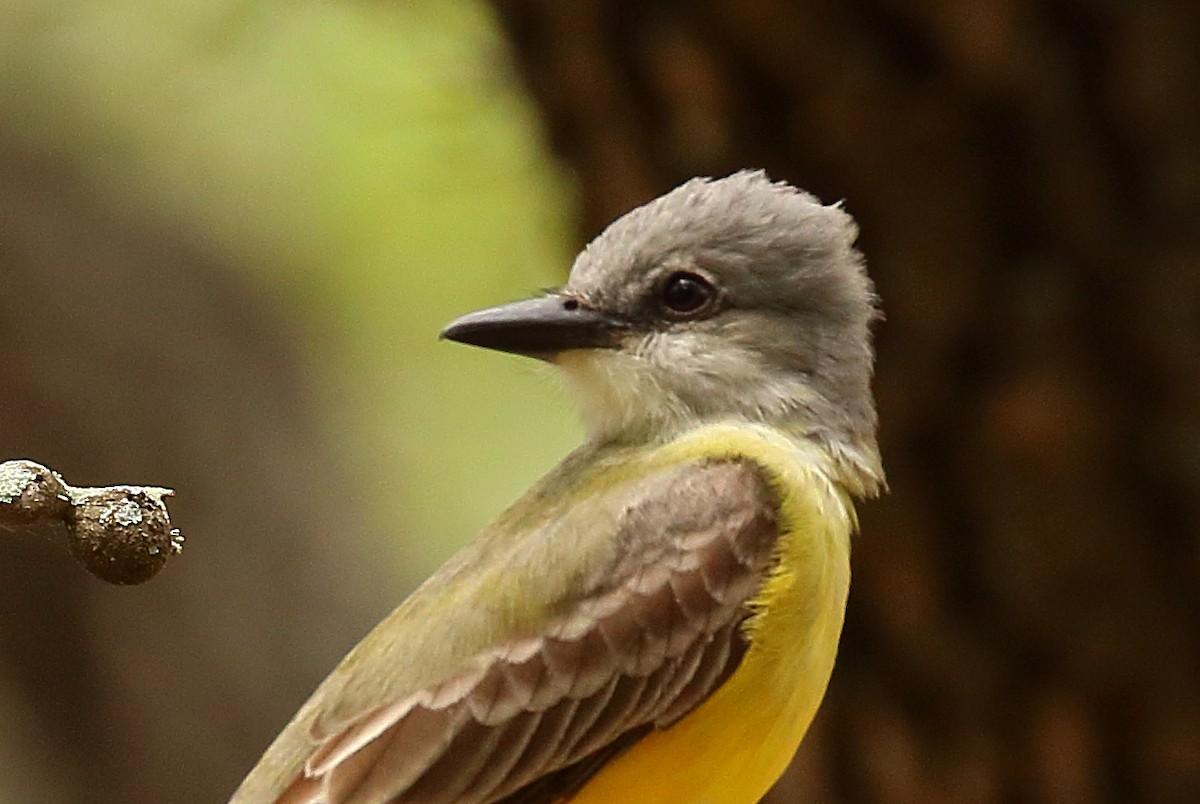 Couch's Kingbird - ML563480771