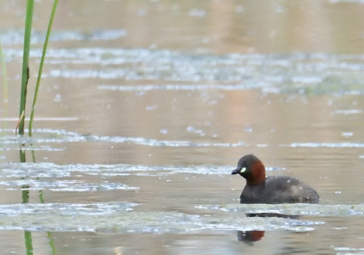 Little Grebe - ML563481541