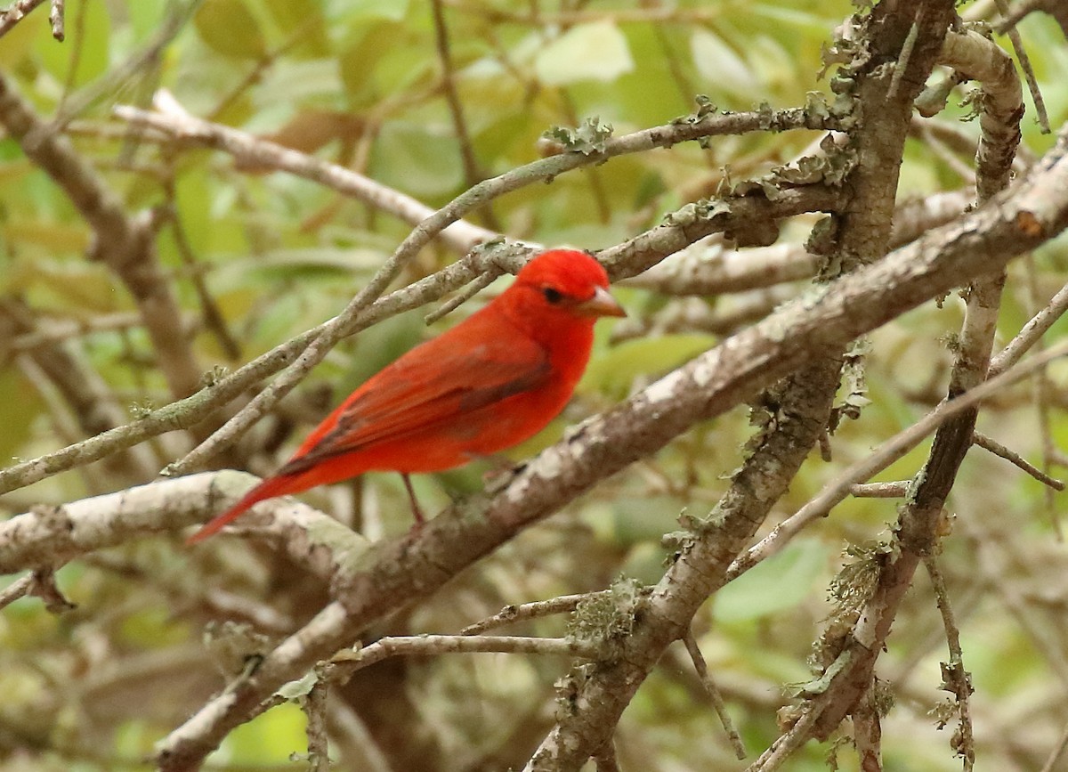 Piranga Roja - ML563481551