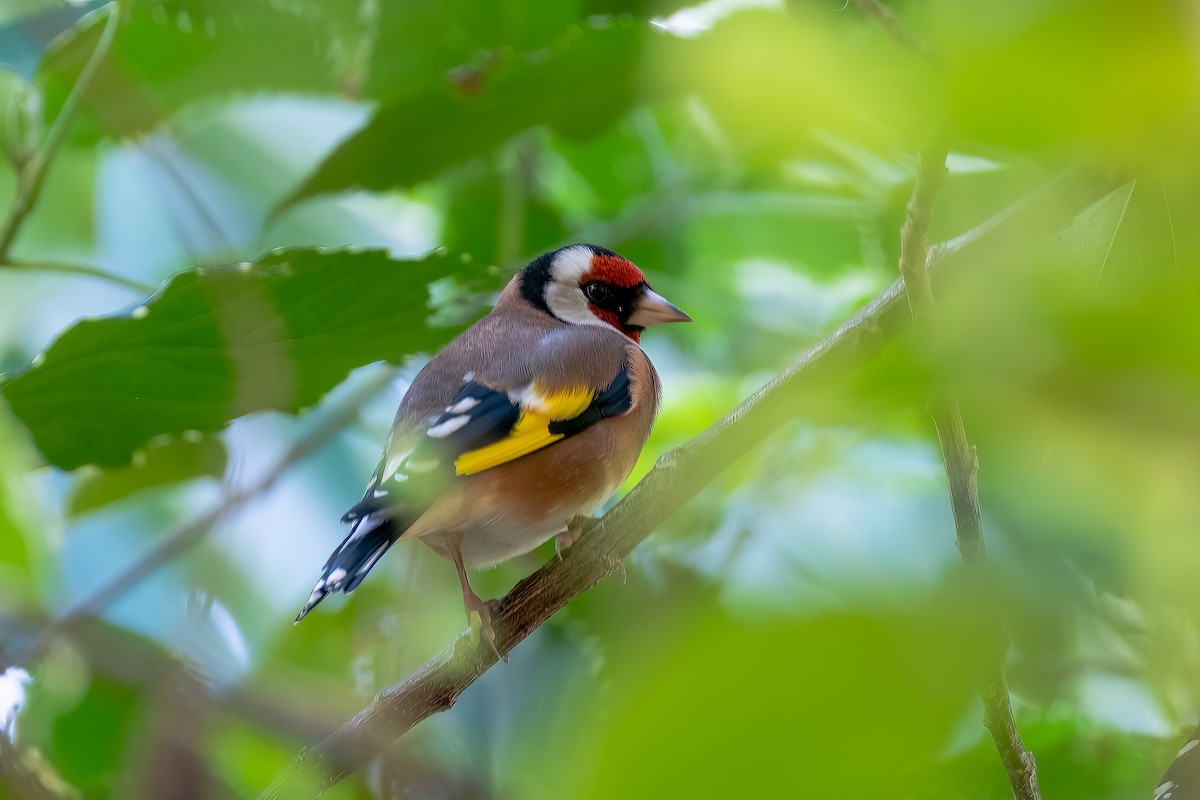 European Goldfinch - ML563482321