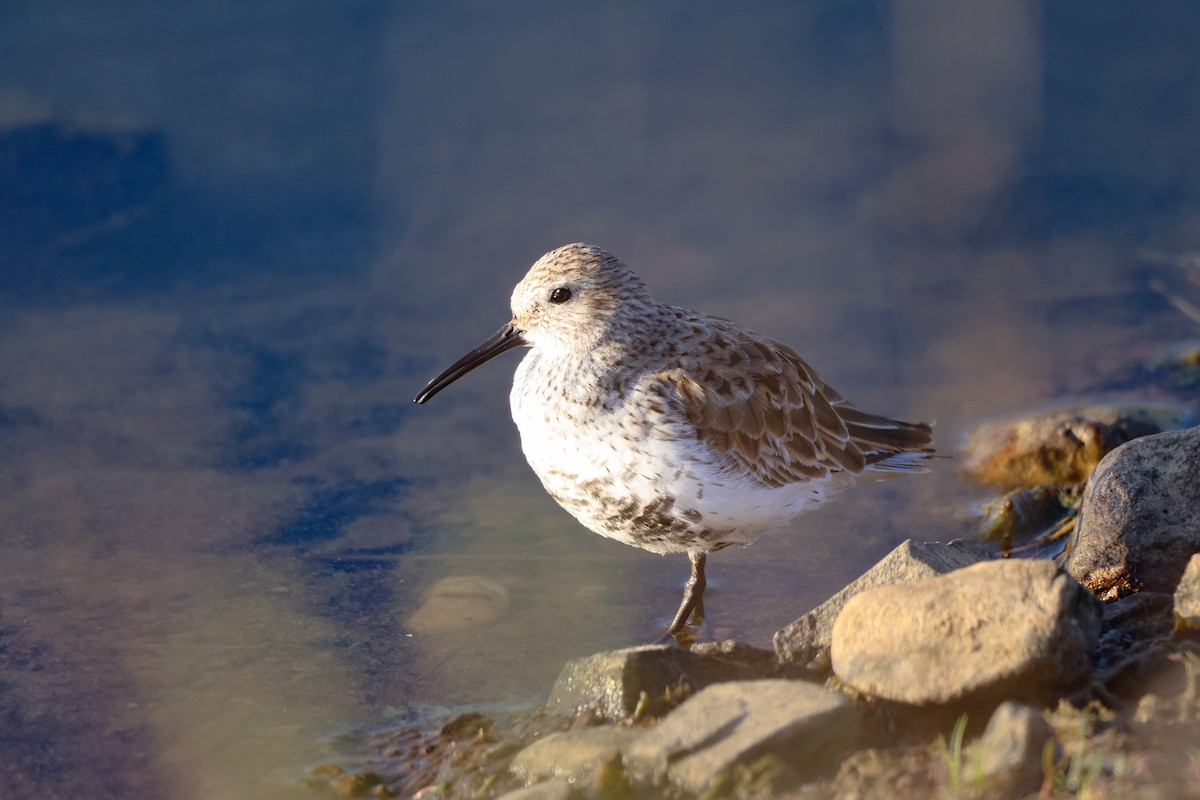 Dunlin - ML563482431