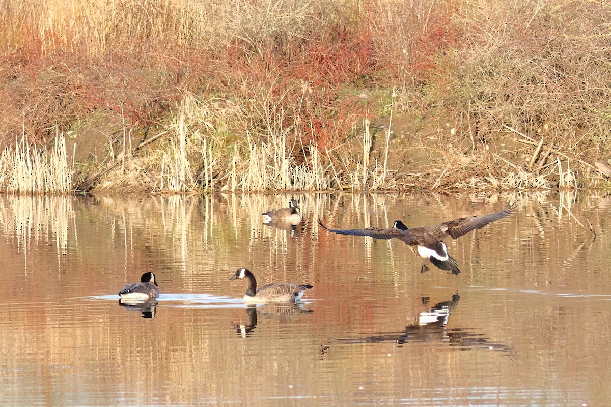 Canada Goose - ML563482571