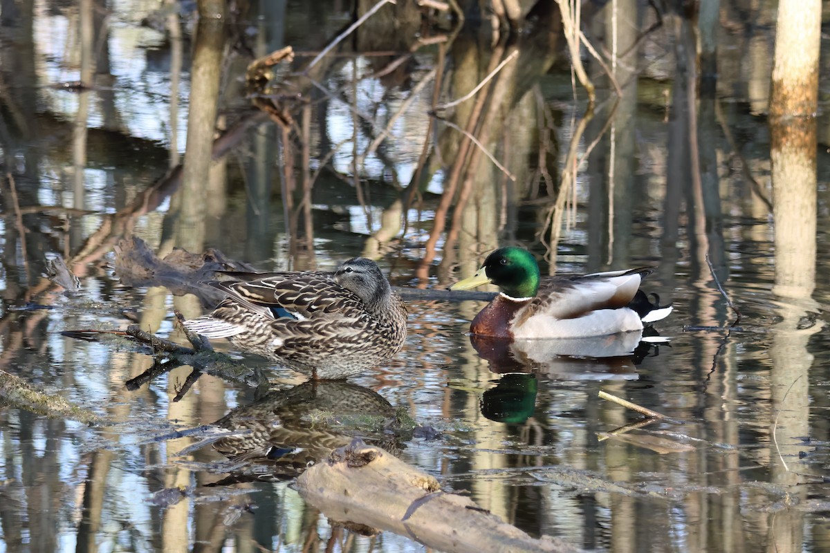 Canard colvert - ML563482701