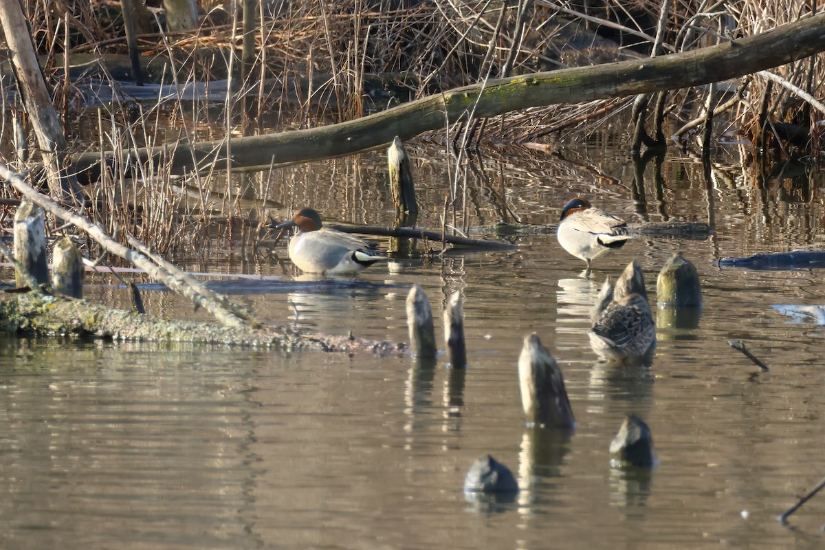 Green-winged Teal - ML563482741