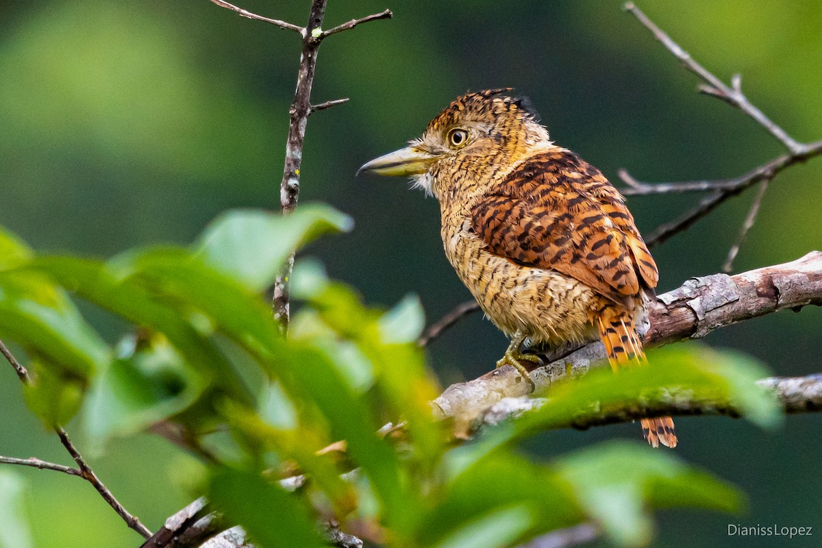 Barred Puffbird - ML563482841