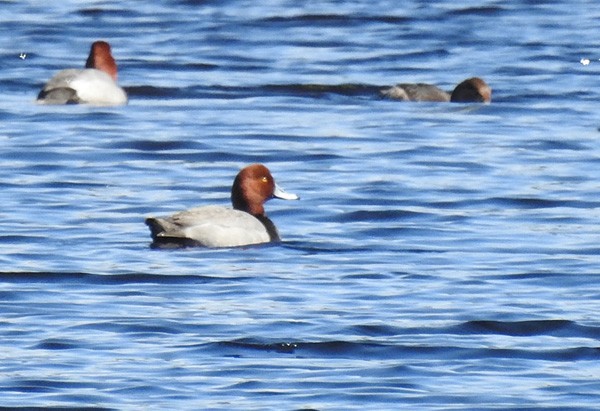 Redhead - Sue Lietz