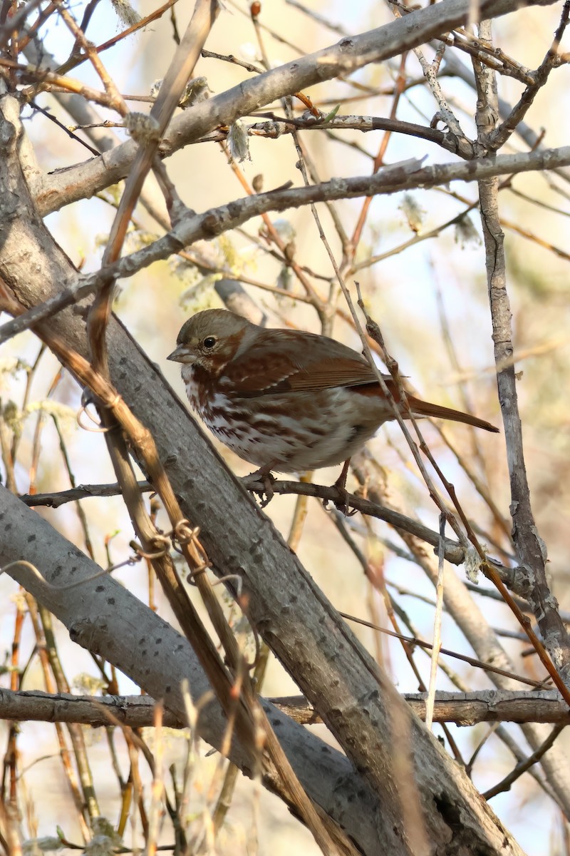 Fox Sparrow - Stephane Demers