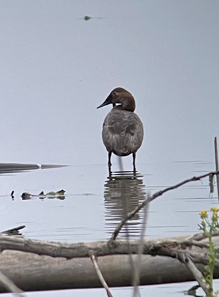 Canvasback - Pam Bruns & Ken Smith