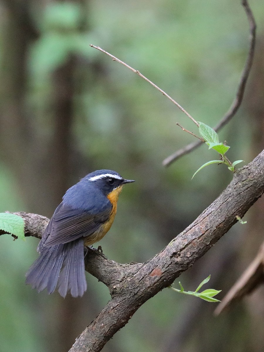 White-browed Bush-Robin - Matthias Alberti