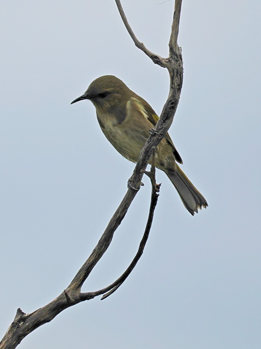 Crescent Honeyeater - Len and Chris Ezzy