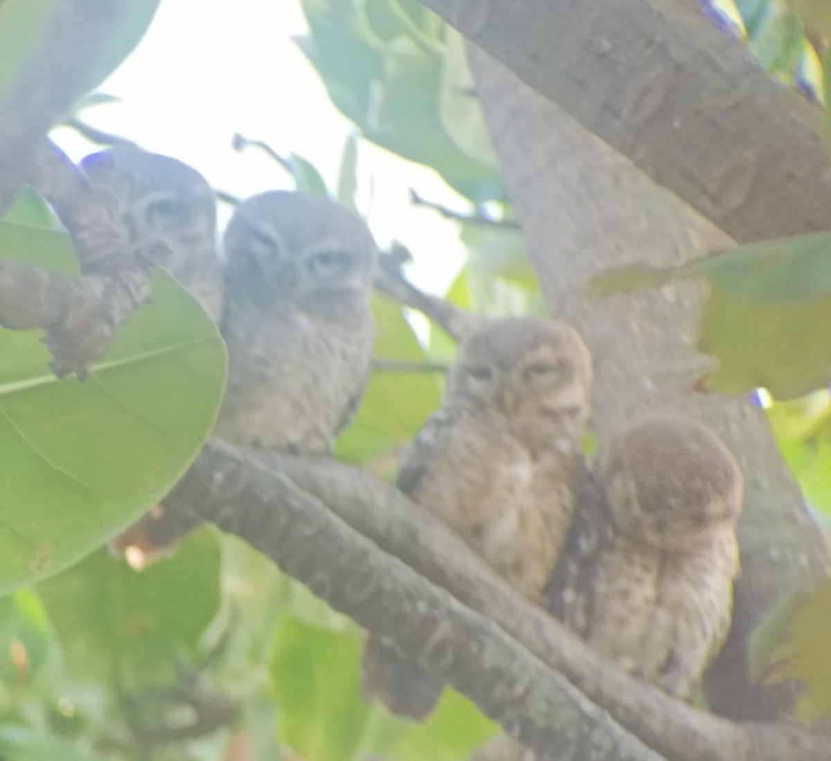 Spotted Owlet - ML563485551